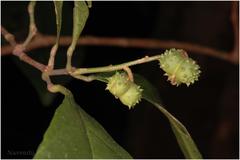 Mallotus stenanthus
